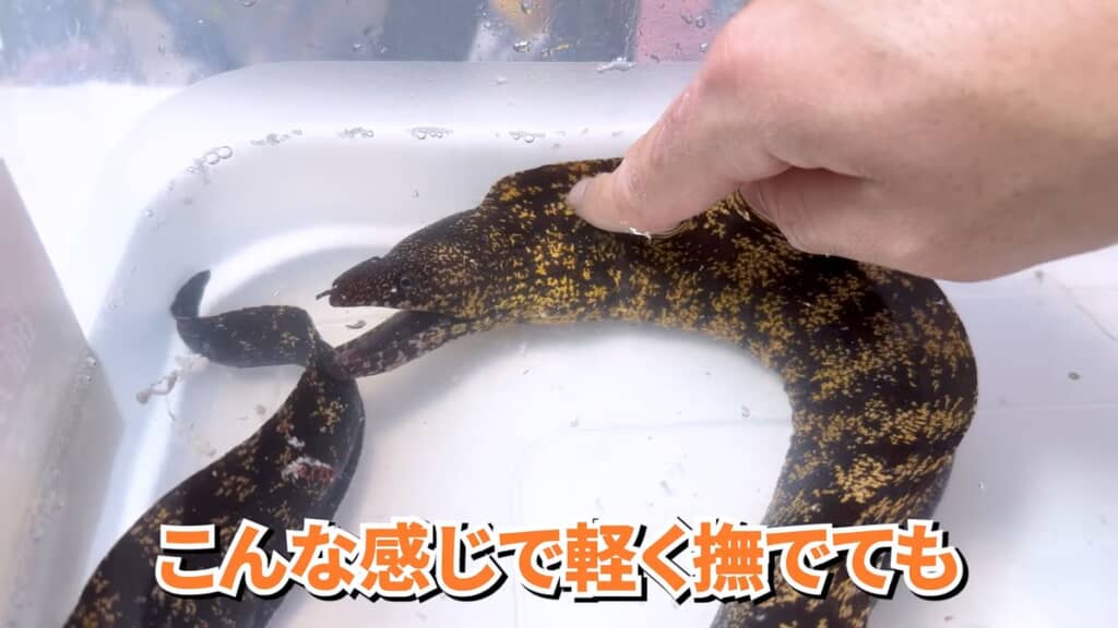 なでられてもおとなしいウツボ