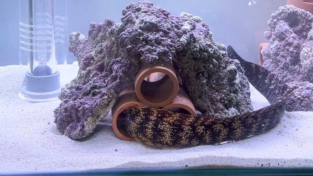 土管の中へ入り込むウツボ