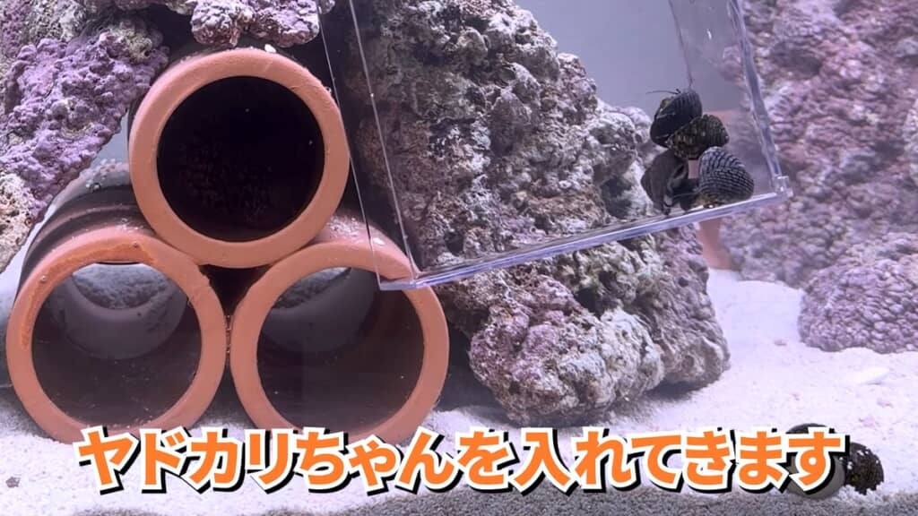 お掃除係として導入したイシダタミガイとホンヤドカリ