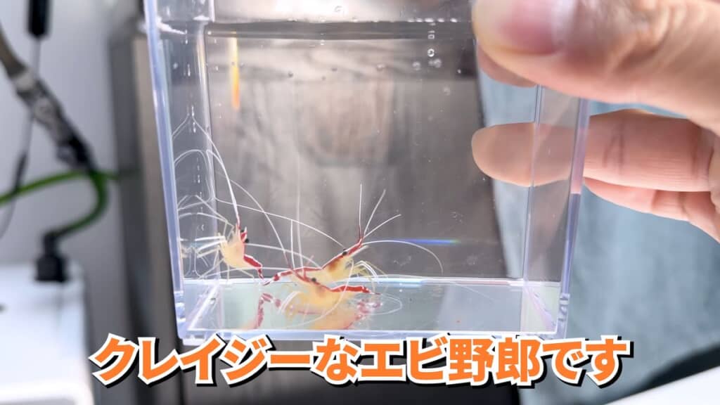 大型魚の口内を掃除してくれるスカンクシュリンプ
