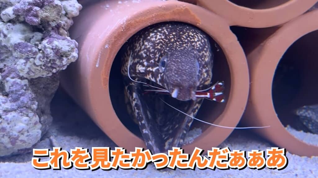 スカンクシュリンプに口内を掃除してもらうウツボ