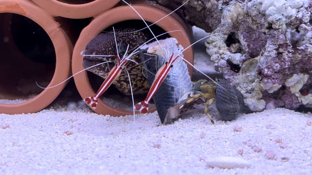 イワシの切り身に群がるスカンクシュリンプとヤドカリ