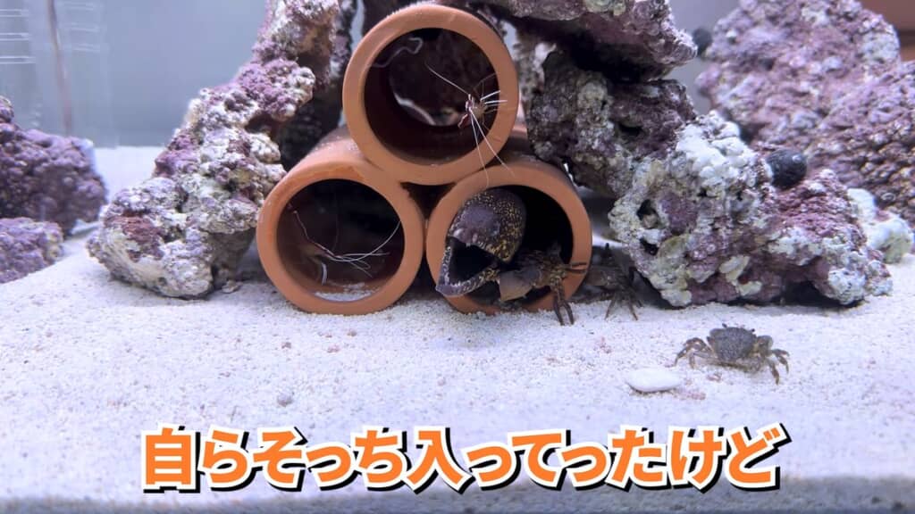 餌であるカニが自らウツボの住む土管へ入り込む
