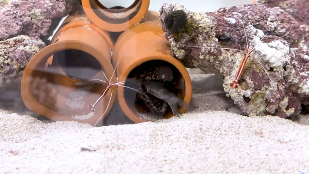 餌の魚を一のみするウツボ