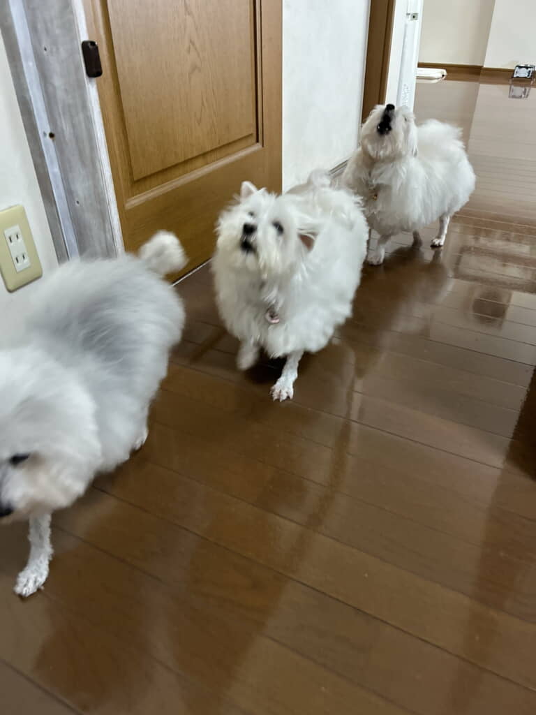 キッチンで先陣をきるのはココちゃん