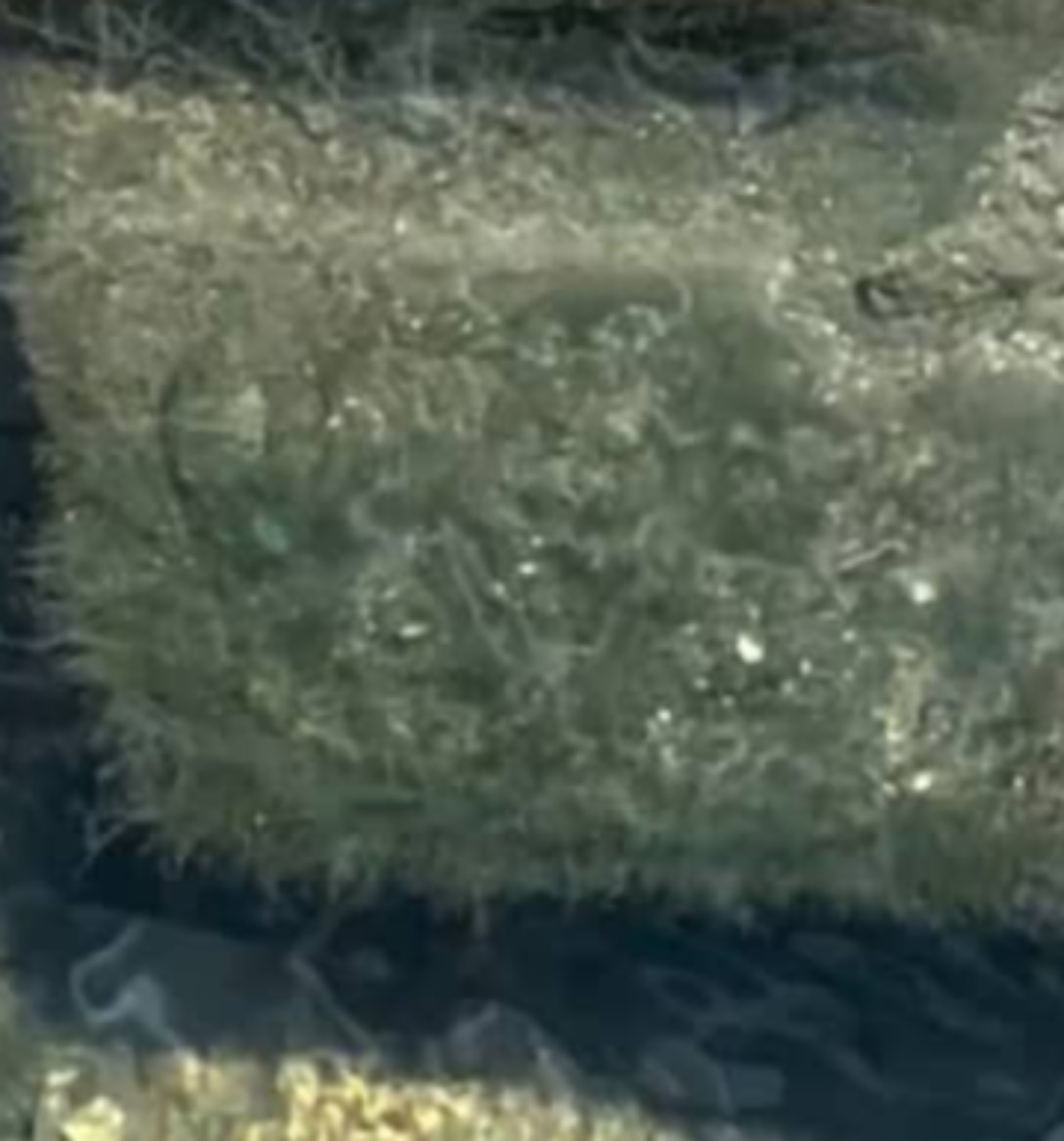 外来種がいると噂の水路→ふと見ると……　心臓が跳ねる光景に「デカ過ぎだろ！」「グロテスク」（1/3） | ライフスタイル ねとらぼ