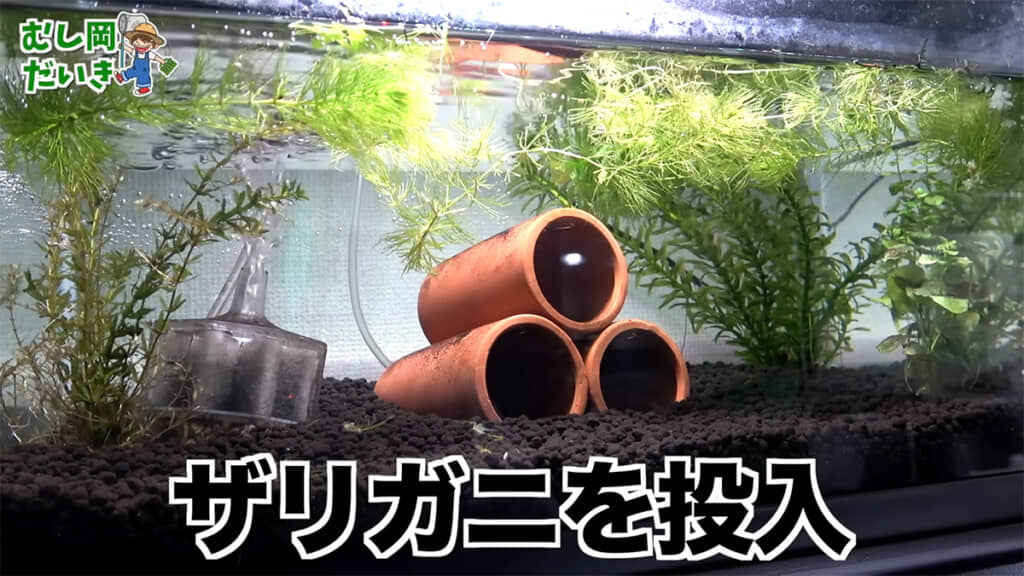 作った水槽にアメリカザリガニを投入