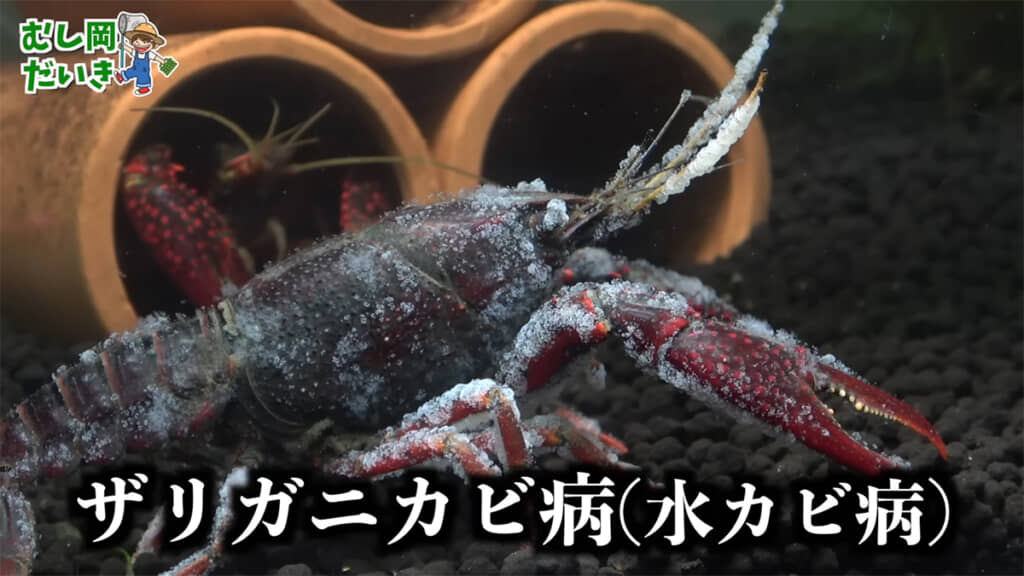 大きな個体はザリガニカビ病を発症しています