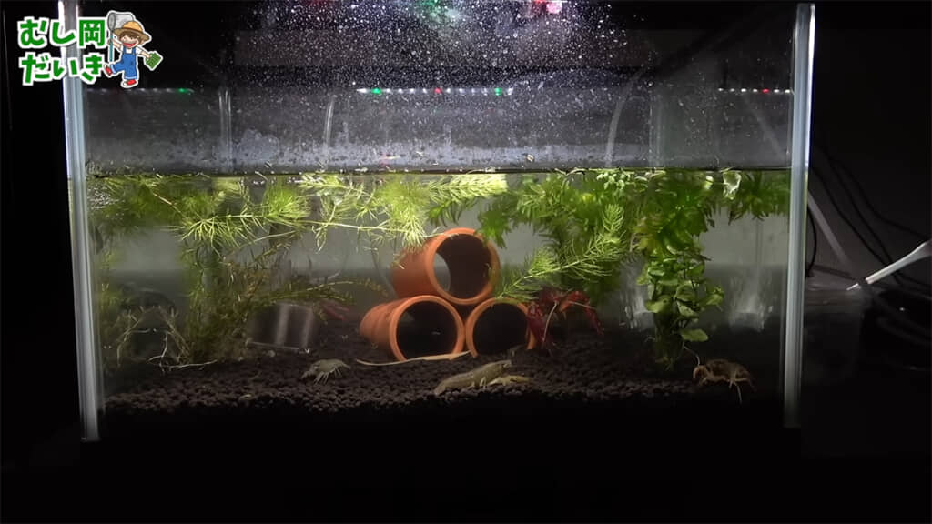 アメリカザリガニを投入した日の夜、すでに様子がおかしいような……？