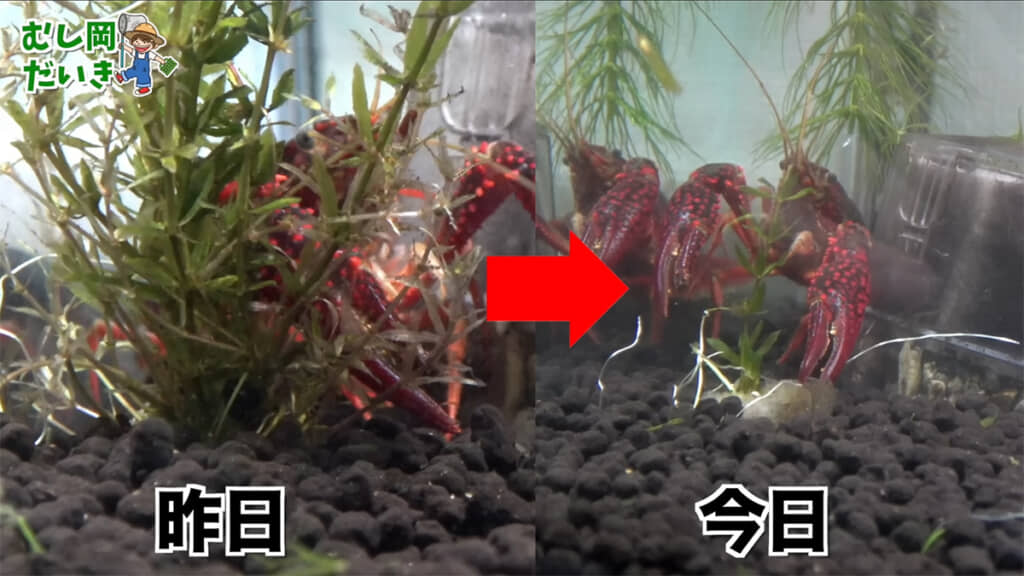 1日で植物のボリュームが激減しています