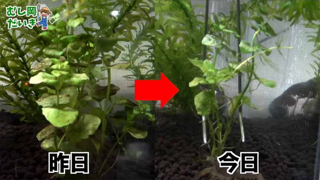 こちらの植物も密度が減っています