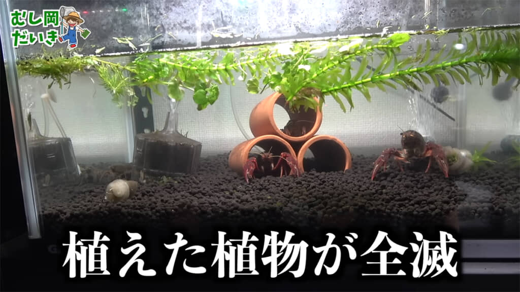 5日目には植えた植物が全滅