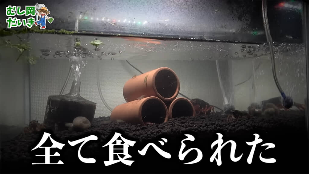 たった9日で全ての植物が食べられてしまいました