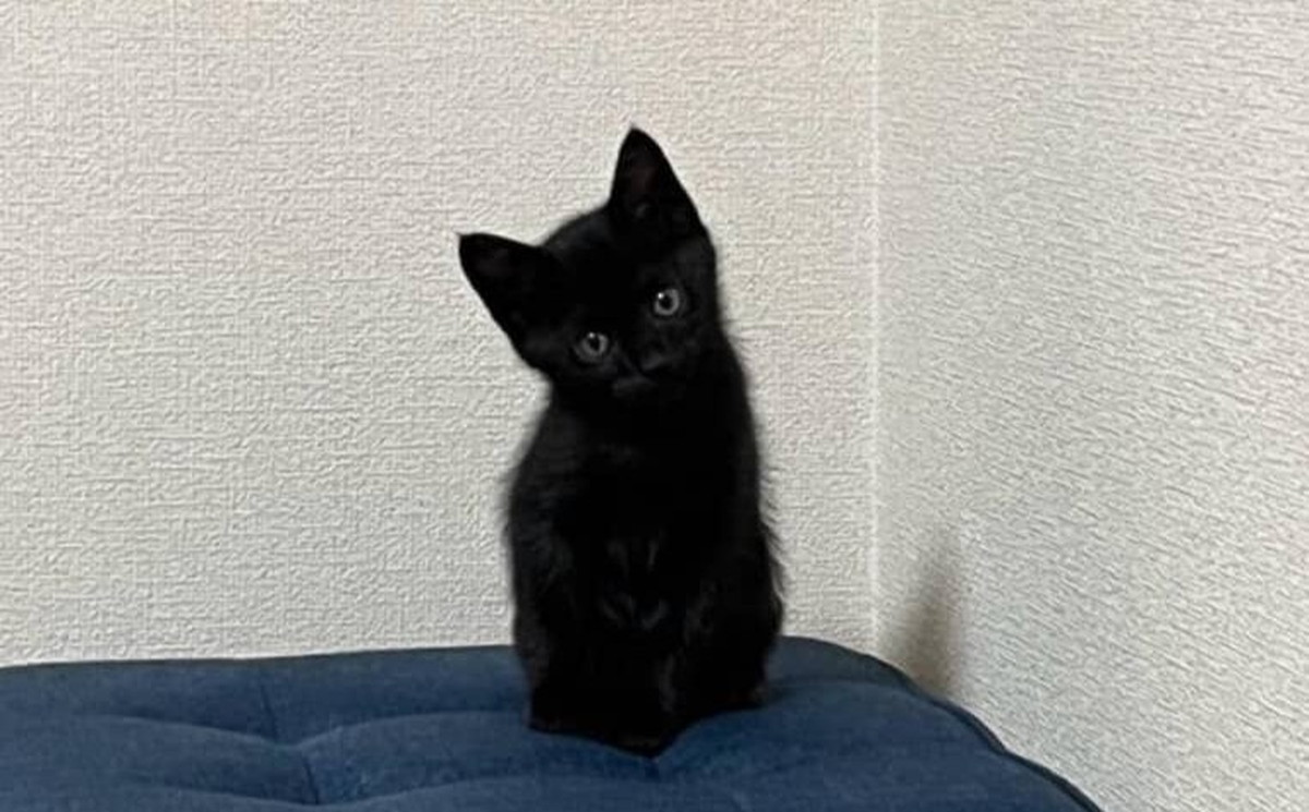 田んぼに捨てられていた小さな黒猫→2年後……“驚きの姿”が「2年で！？」と話題に　現在を聞いた（1/3） | 猫 ねとらぼ