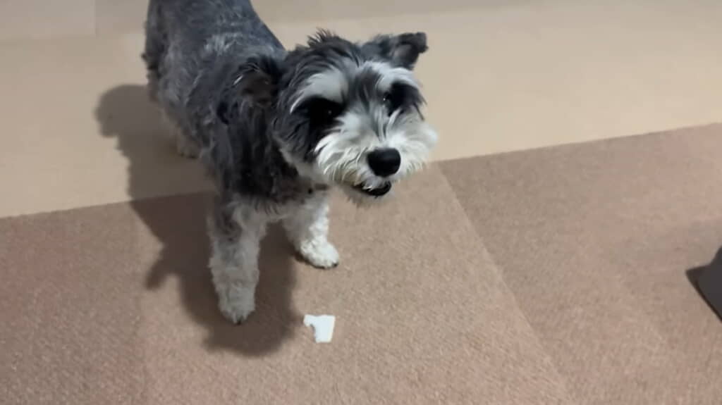 おやつをもらって大満足、もう「おわり」だよ～