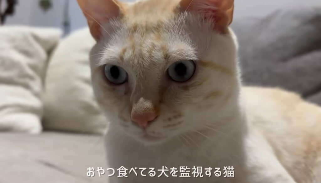 飼い主さんのお話を聞いていたフーフーくん