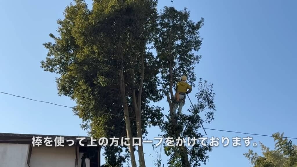 棒を使ってロープを枝に引っ掛ける空師