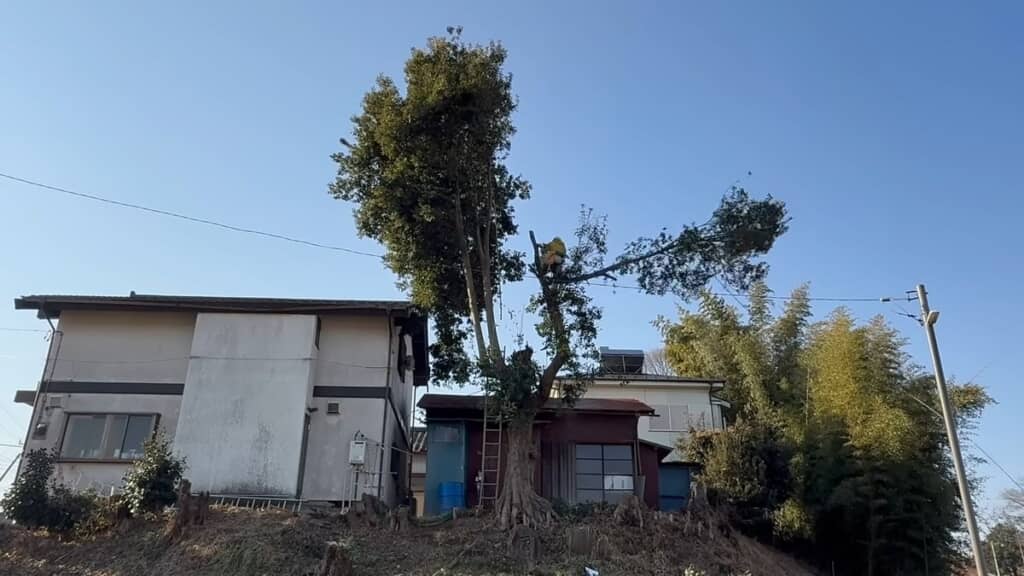 ロープに引っ張られて土手側へ落下する幹