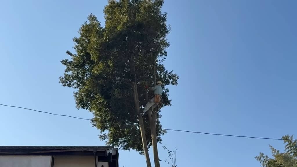 開始30分で片側がなくなった木