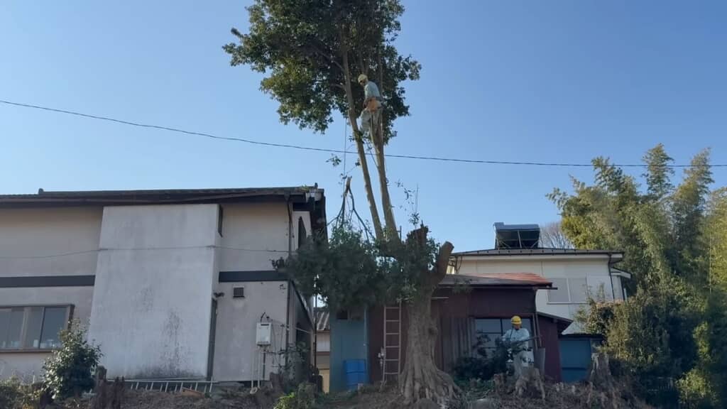 ロープでつるされた状態で下へと運ばれる枝