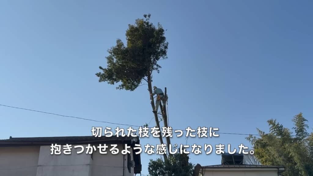 ロープによってくっついた2本の幹