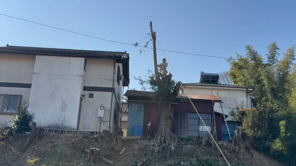 残った最後の幹にロープをくくりつけて切断