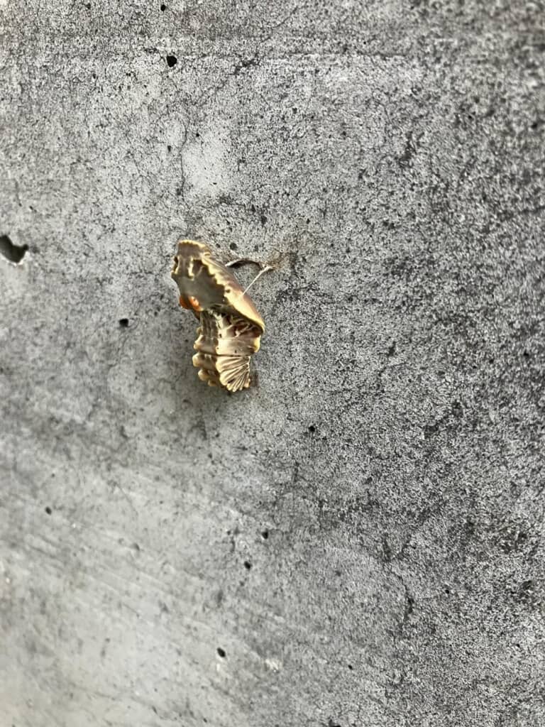 自宅の塀にくっついているサナギ