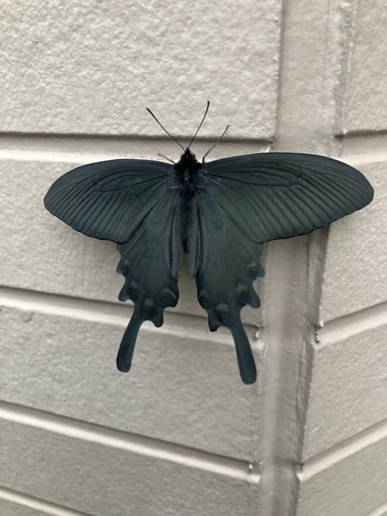 自宅の外壁にとまっているジャコウアゲハ