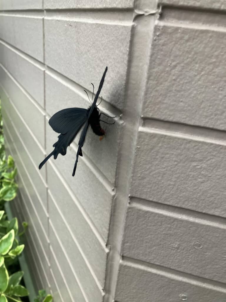 自宅の外壁にとまっているジャコウアゲハを横から撮った写真