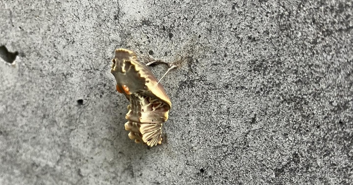 庭にサナギが大量発生→ある朝外に出たら……「うおぉぉきれええええい！」圧巻の光景に大反響（1/3） | ライフスタイル ねとらぼ