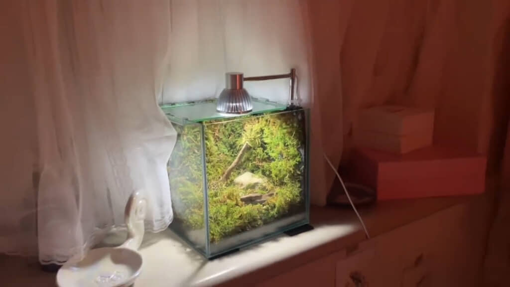 手作りの苔テラリウム