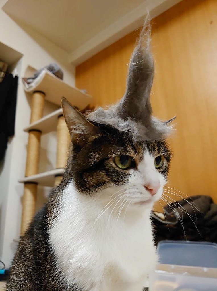 とんがり帽子を乗せられる菊千代ちゃん