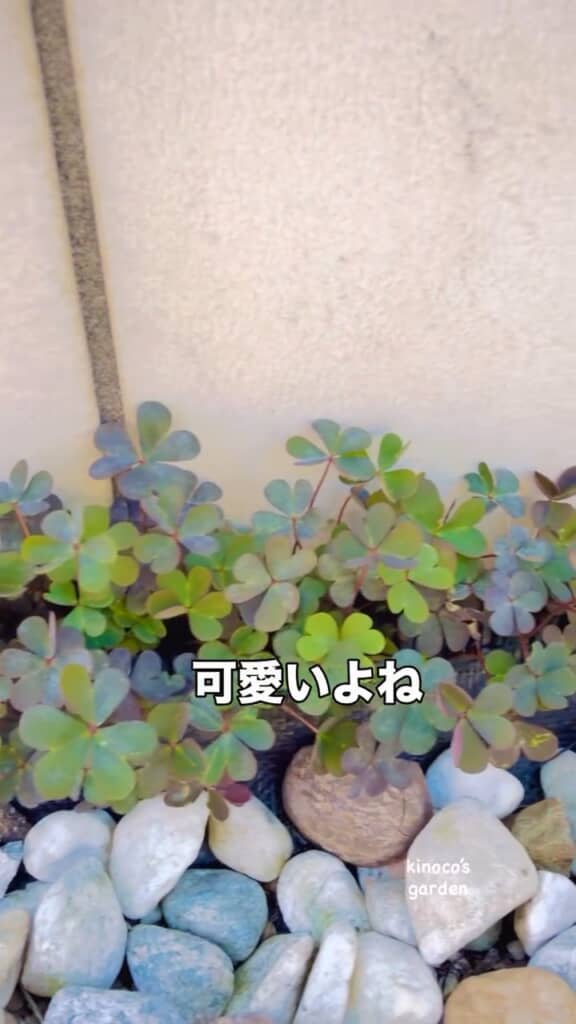 カタバミもよく見るとかわいい