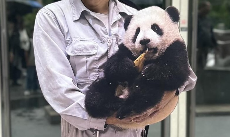パンダの赤ちゃんを抱っこしている……？