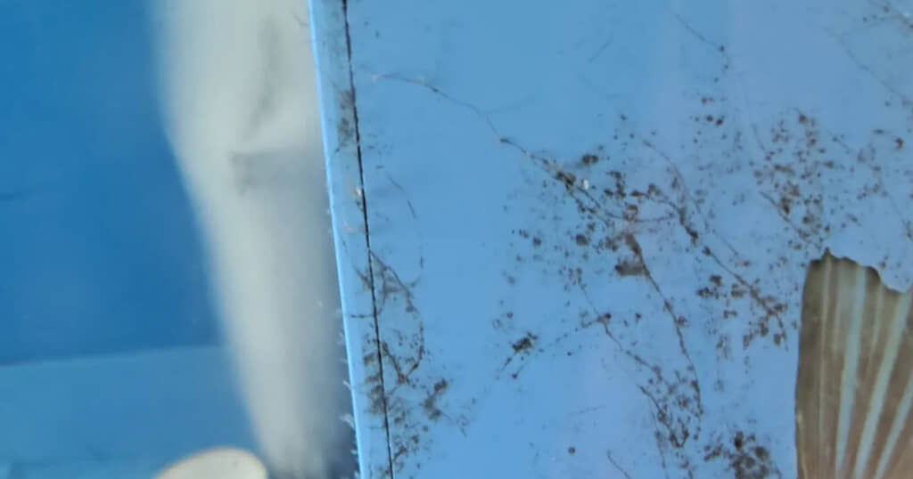 空になった水槽に、哀れな犠牲者（？）が……
