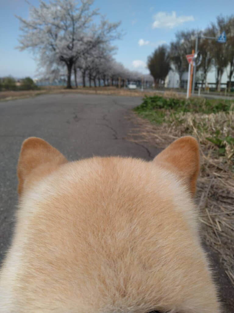 しろ子ちゃんと桜、どちらも撮りたいその思い