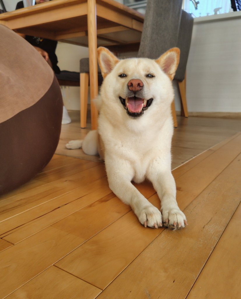 お散歩時間を察知してニッコリかわいい