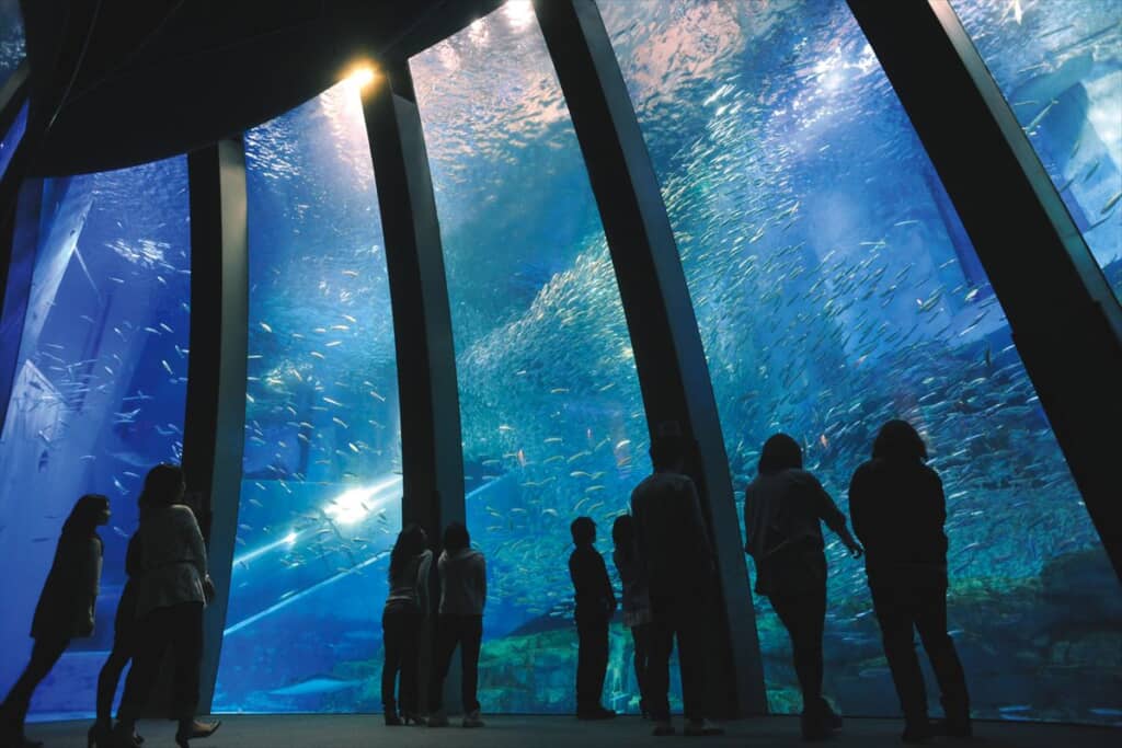 大海原に生きる群れと輝きの魚たち