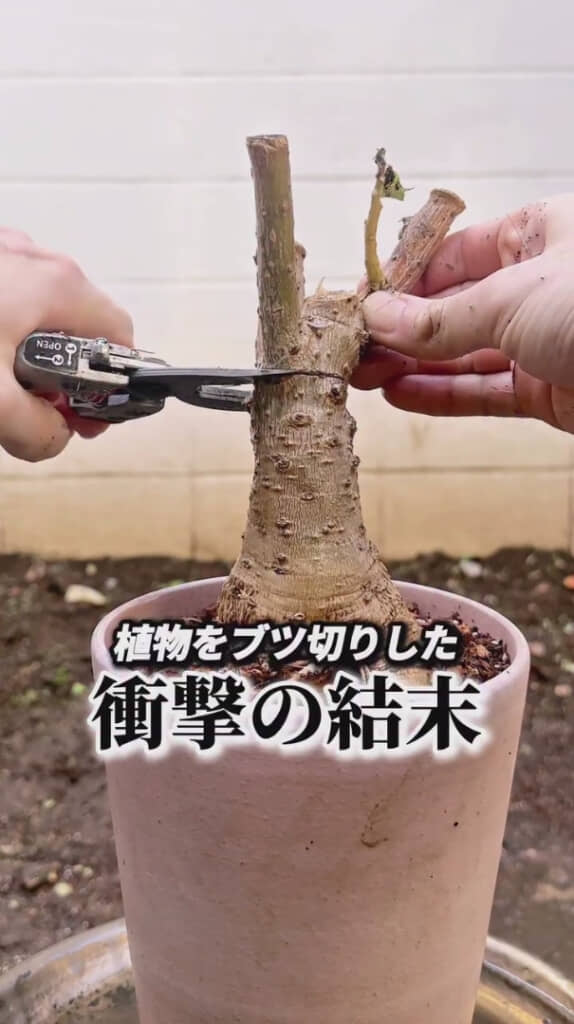 思い切ってカットした植物はどうなるのか