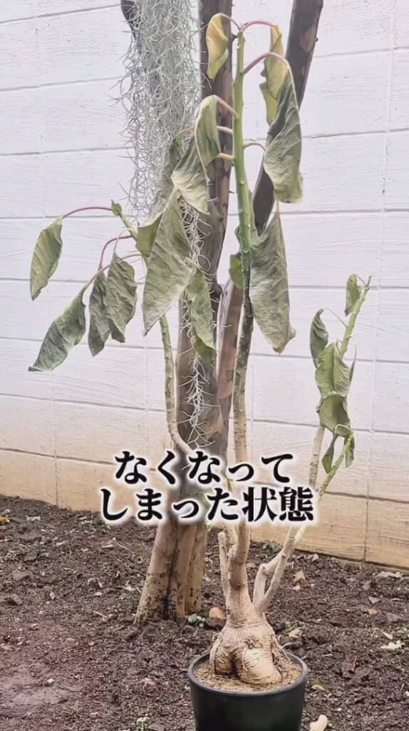 スタートはかなりくたびれた状態