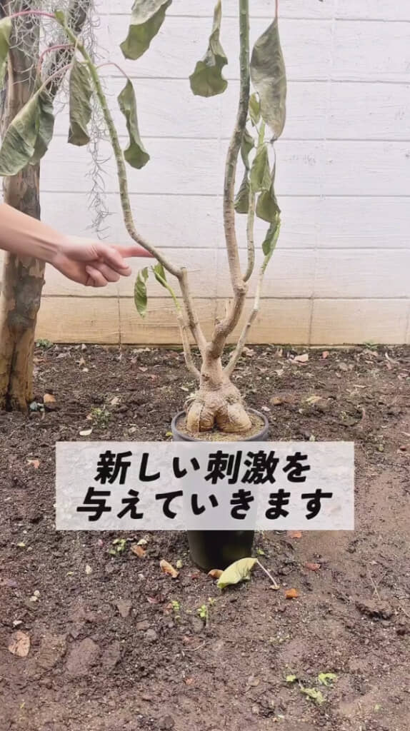 カットという名の刺激を与える