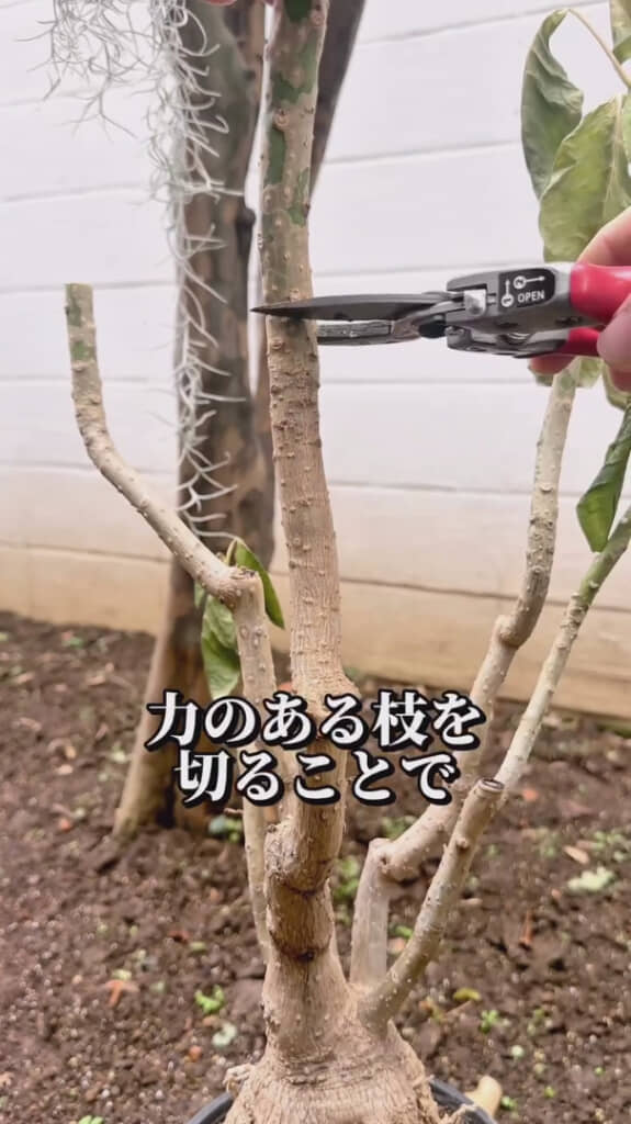 太い枝も容赦なくばっさり