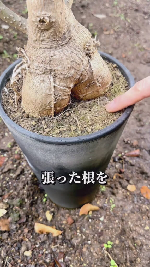 根がパンパン！