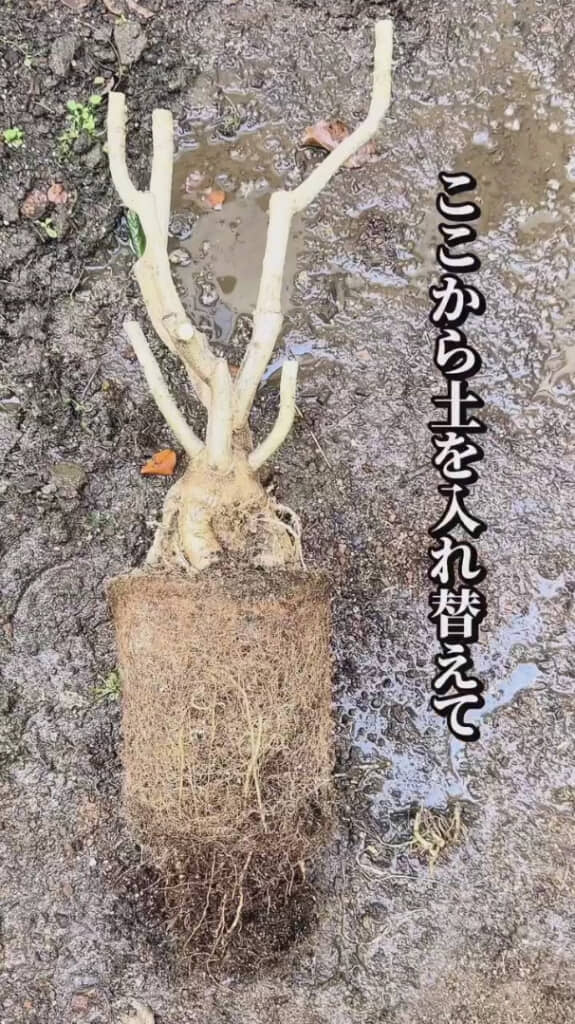 土を落としてきれいに