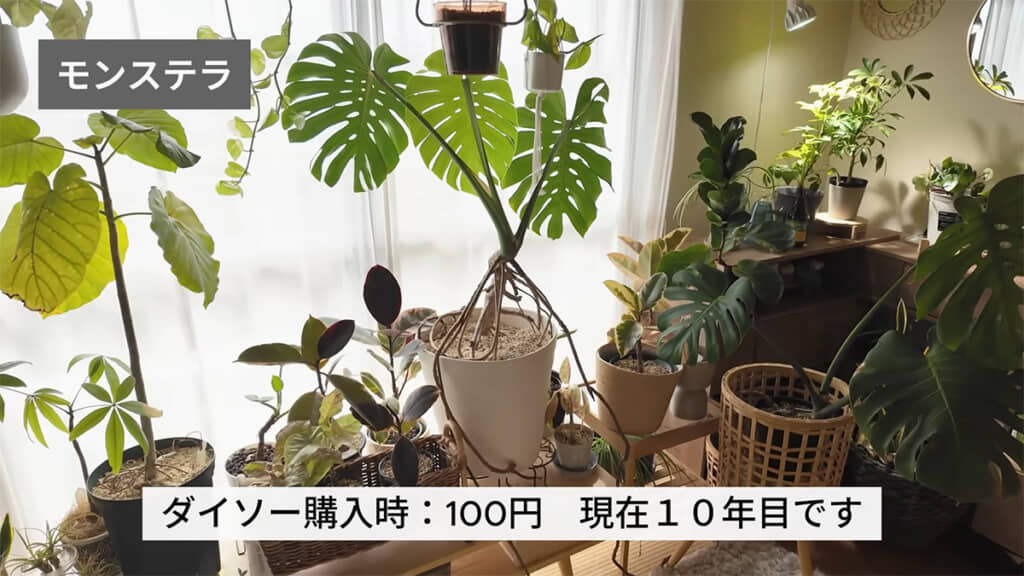 10年目のモンステラ