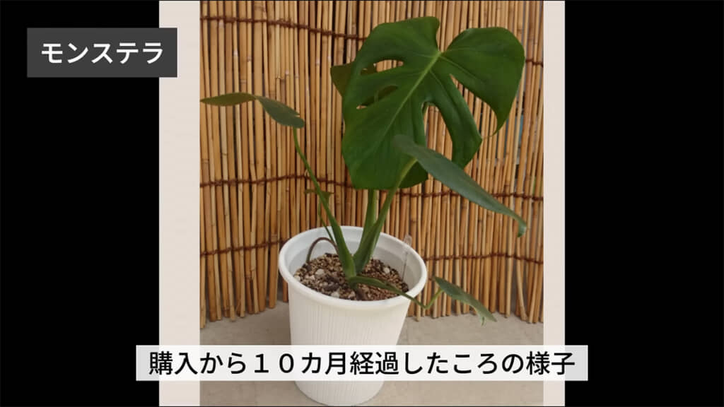お迎えして10カ月のモンステラ