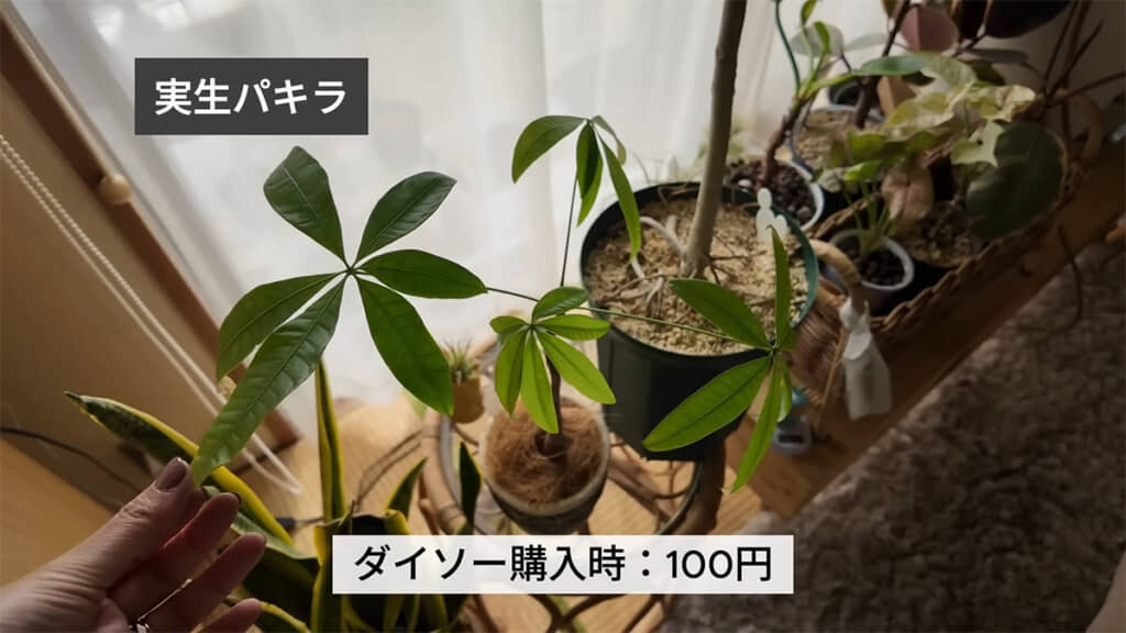 100円で購入した実生パキラ