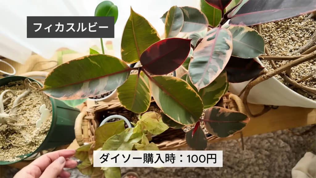 100円で購入したフィカスルビー