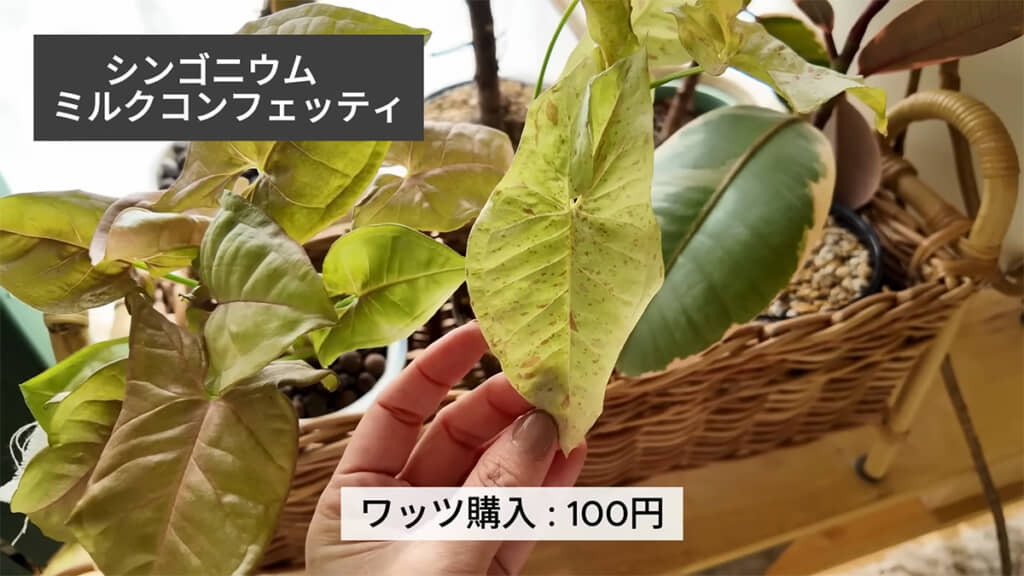 ワッツで購入したシンゴニウムミルクコンフェッティ