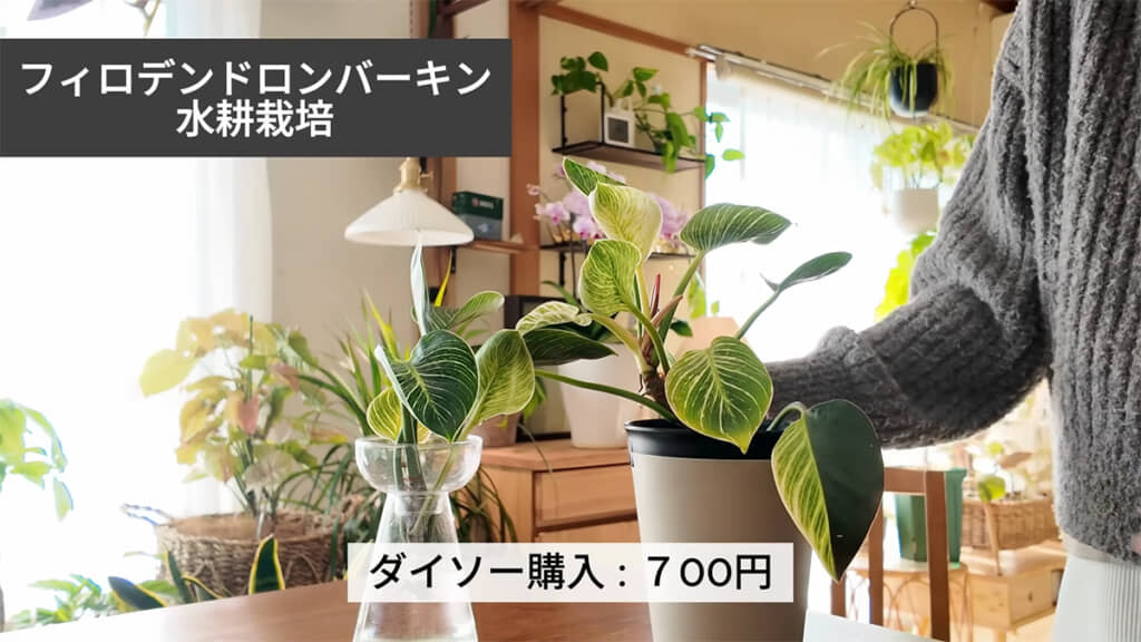 水耕栽培のフィロデンドロンバーキン